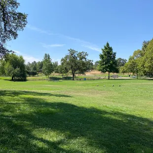 Pond, dog park and geese