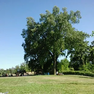 The playground has good shade!:-)