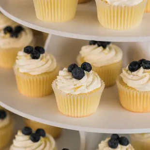 cupcakes with blueberries