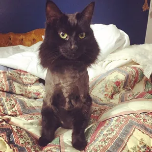 Kitty home after her first shave.