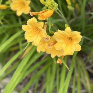 a closeup of yellow flowers