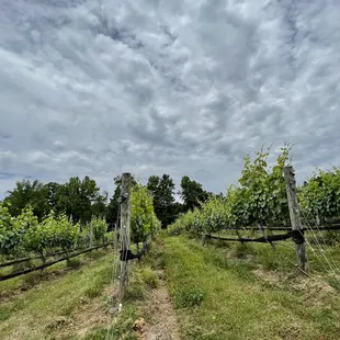 a view of the vineyard