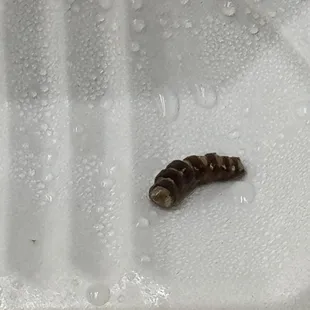 A bug in my fucking food !!!!!