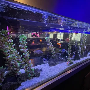 Fish tanks are fun