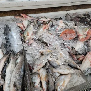 a display of fish on ice
