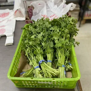 a basket of parsley greens