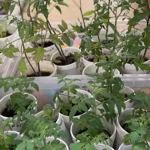 a variety of tomato plants in plastic containers