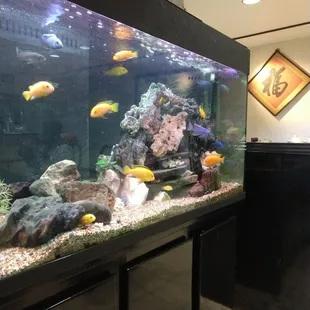 Little Aquarium