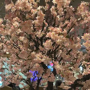 Cherry blossoms