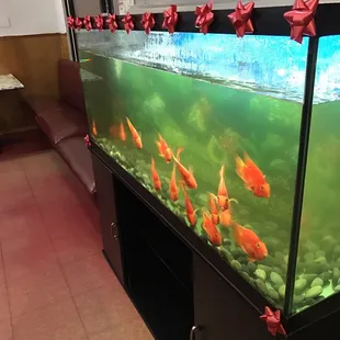 a fish tank filled with goldfish