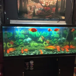 sushi and sashimi, interior