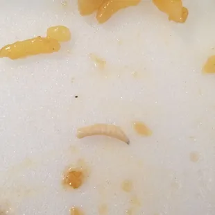 The maggot we found in our take out! I put the entire container with the contents in a large ziplock bag until I am able to return in the AM
