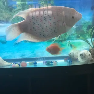 Have you seen this fish it is so pretty.It looks like it has tattoos or something.