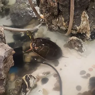 The turtle sticking his head out.