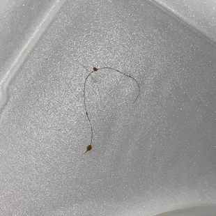 a small insect on a plastic container