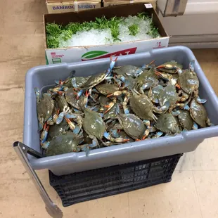 blue crabs in a basket