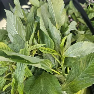 3 bunches for $5