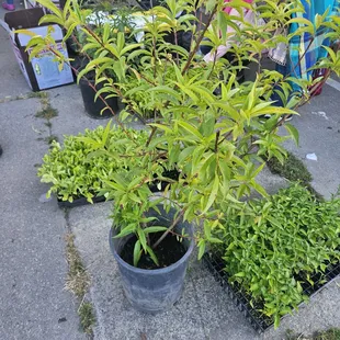 White peach tree. I purchased one for $30.