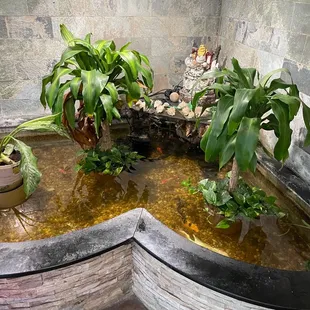 a fish pond with plants
