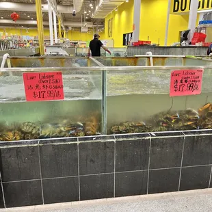 Live lobsters