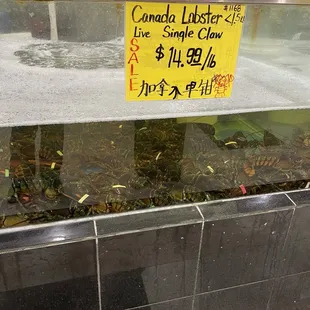 Lobster tanks!