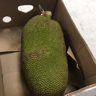 Jack fruit