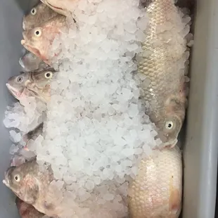 Eat fresh and healthy