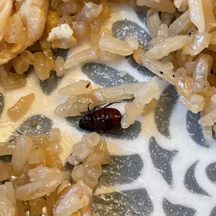 A bug in our food