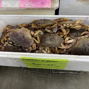 a bunch of crabs in a cooler