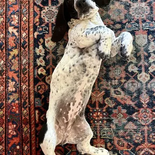 Rugs are for the whole family