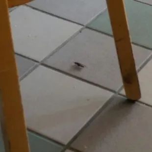 Was eating inside when a big cockroach ran by. Filthy!