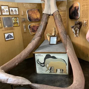 Mammoth display in the front