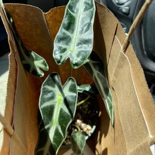 My mom bought an alocasia bambino.