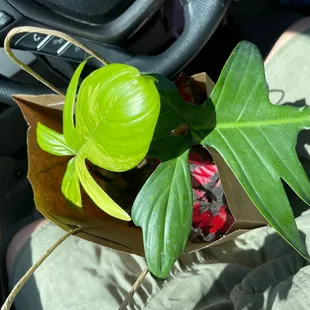 I bought a philodendron Florida green beauty and  a begonia rex.