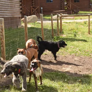 This is the dog run behind the office, hopefully we'll get to see and run with our friends again.