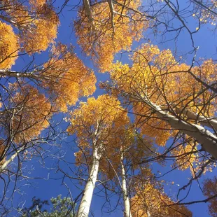 These aspens are 1.5 miles from Aspen campground when you turn off Tioga Pass