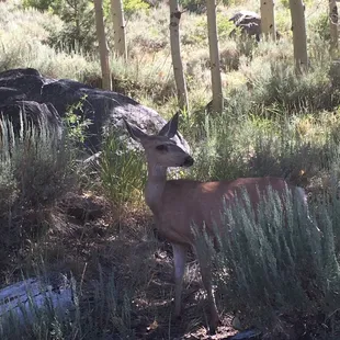 Lots of wildlife. We saw a few deer in the morning. Beware of chipmunks and birds, they'll take food right off your campsite.