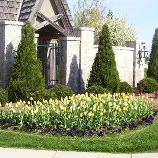 Tulip Bulb Installation