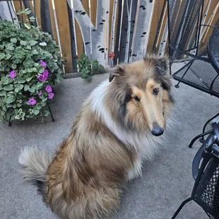 Cute collie on the patio. You have to tie your sweeties up to prevent fights.