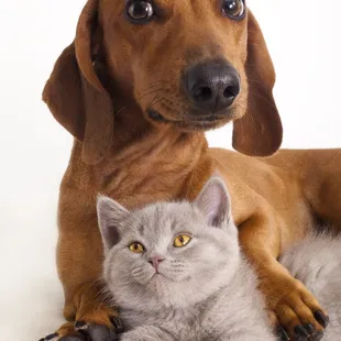 We are pet friendly!