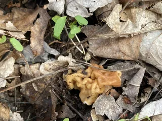 White Oak Park