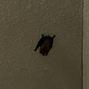 Bats in the stairwell