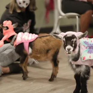 Pet Therapy Bakersfield, CA