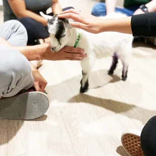 Goat Therapy in Bakersfield, CA.