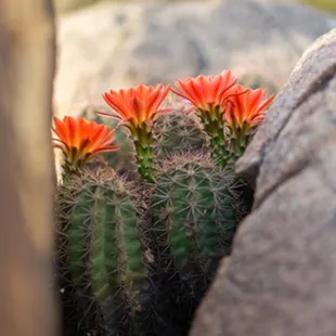 ABQ wedding florist
