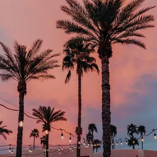 palm trees and string lights at dusk