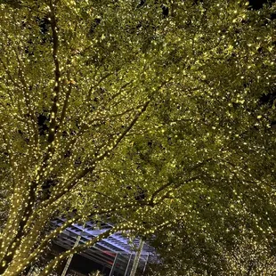 a crowd of people walking through the trees