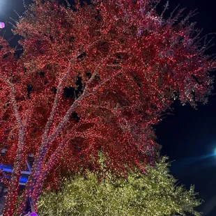 a tree decorated with christmas lights