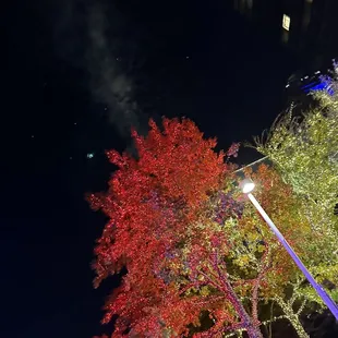 a tree with red leaves