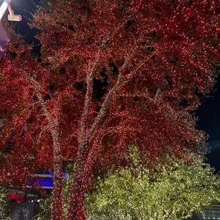 a large tree with red lights